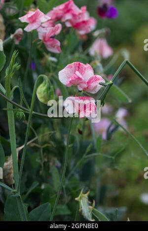 Lathyrus odoratus, rosa und weiße Ripple, süße Erbsenblume Stockfoto