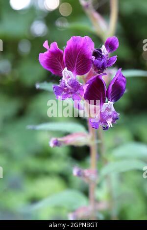 Cupsea lanceolata ‘Purple Passion’ Zigarrenblume Purple Passion - tiefviolette Blüten mit zwei größeren Blütenblättern, schlanken unteren Blütenblättern, September, England Stockfoto