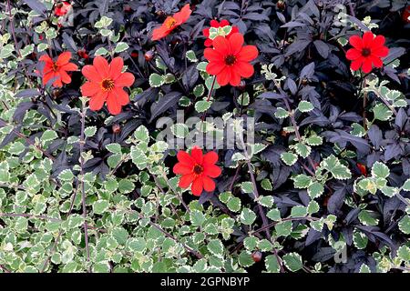 Dahlia ‘Bischof von Auckland’ Plectranthus glabratus ‘marginatus’ weißer Efeu, September, England, Großbritannien Stockfoto