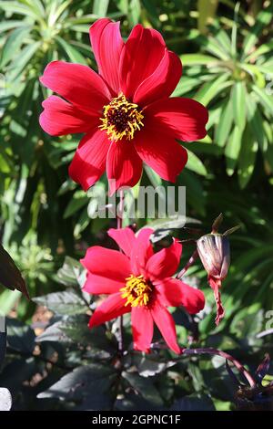 Dahlia ‘Bishop of Canterbury’ Misc class Group 10 halbdoppelte magentafarbene Blüten, dunkles Laub, September, England, Großbritannien Stockfoto