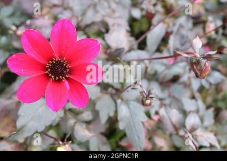 Dahlia ‘Bishop of Canterbury’ Misc class Group 10 halbdoppelte magentafarbene Blüten, dunkles Laub, September, England, Großbritannien Stockfoto