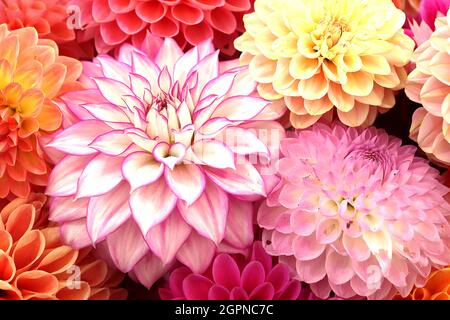 Dahlia ‘Crazy Love’ Decorative Dahlia Group 5 Weiße Blüten mit violettem Flush und umrissenen, purpurfarbenen Rändern, September, England, Großbritannien Stockfoto