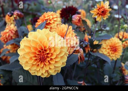 Dahlia ‘David Howard’ Decorative Dahlia Group 5 blassorange Blüten und sehr dunkelgrüne Blätter mit dunkelroten Umrissen, September, England, UK Stockfoto