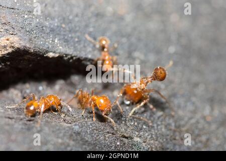 Makro Red Ant Stockfoto