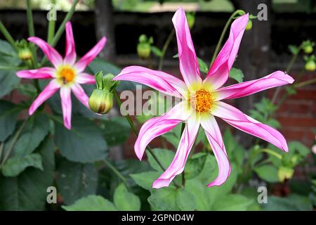Dahlia ‘Honka Pink’ Star Dahlia Group 12 sternförmige, tiefrosa Blüten mit weißem Zentrum und gelbem Halo, gerollte Blütenblätter, September, England, Großbritannien Stockfoto