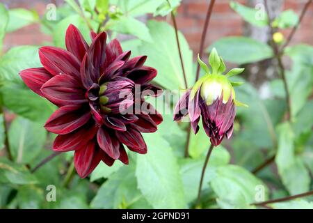 Dahlia ‘Karma Choc’ Decorative Dahlia Group 5 scharlachrote Blüten mit kastanienbraunen mittellinienblättern und kastanienbraunen inneren Blütenblättern, September, England, Großbritannien Stockfoto