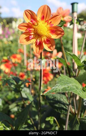 Dahlia ‘Kelsey Annie Joy’ Collerette Dahlia Group 3 blassorange Einzelblüten mit Gruppen von kurzen, mittelrosa Blütenblättern, September, England, UK Stockfoto