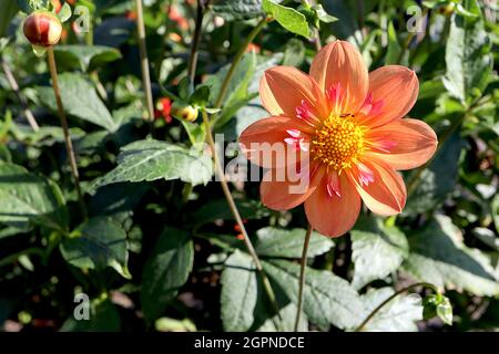 Dahlia ‘Kelsey Annie Joy’ Collerette Dahlia Group 3 blassorange Einzelblüten mit Gruppen von kurzen, mittelrosa Blütenblättern, September, England, UK Stockfoto