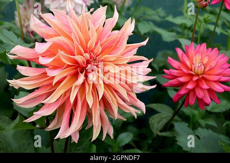 Dahlia ‘Labyrinth’ Decorative Dahlia Group 5 große, hellorange Blüten mit mittelrosa Blütenblättern, ausgestellte, spitze Blütenblätter, September, England, UK Stockfoto