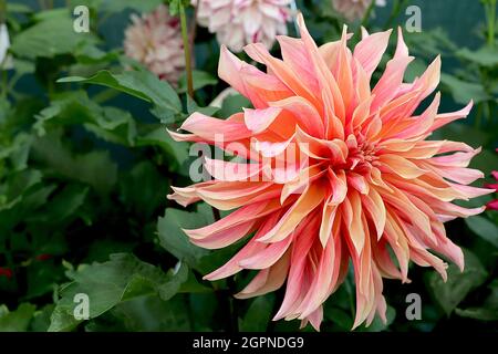 Dahlia ‘Labyrinth’ Decorative Dahlia Group 5 große, hellorange Blüten mit mittelrosa Blütenblättern, ausgestellte, spitze Blütenblätter, September, England, UK Stockfoto