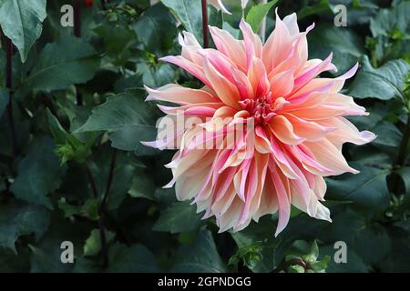 Dahlia ‘Labyrinth’ Decorative Dahlia Group 5 große, hellorange Blüten mit mittelrosa Blütenblättern, ausgestellte, spitze Blütenblätter, September, England, UK Stockfoto