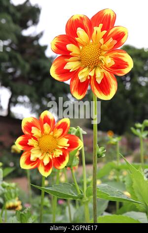 Dahlia ‘Pooh Swan Island’ Collerette Dahlia Gruppe 3 rote Blüten mit einem inneren Kragen aus hellgelben und roten inneren kurzen Blüten, September, England, Großbritannien Stockfoto
