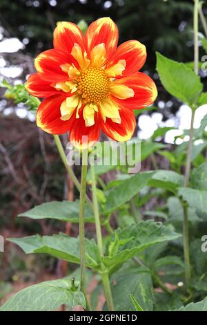 Dahlia ‘Pooh Swan Island’ Collerette Dahlia Gruppe 3 rote Blüten mit einem inneren Kragen aus hellgelben und roten inneren kurzen Blüten, September, England, Großbritannien Stockfoto