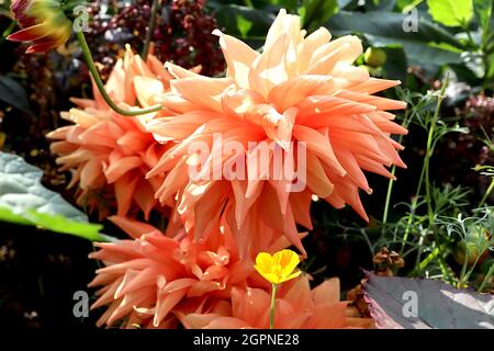 Dahlia ‘Preference’ Cactus Dahlia Group 8 blassorange Blüten mit spitz gerollten Blütenblättern, September, England, UK Stockfoto