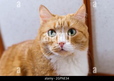 Ingwer-Katze schaut nach oben. Ein aufmerksamer Blick einer Ingwerkatze. Stockfoto