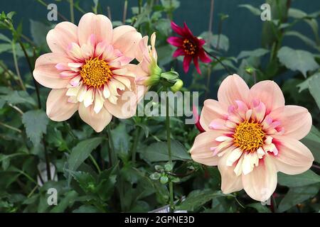 Dahlia ‘Rhabarb and Custard’ Collerette Dahlia Group 3 blassorange Blüten mit kurzen cremefarbenen inneren Blütenblättern mit rosa und rotem Halo, September, England Stockfoto