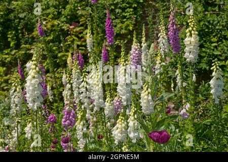 Gemischte Gruppe von Füchshandschuhen digitalis blüht in einem Hüttengarten im Sommer England Vereinigtes Königreich GB Großbritannien Stockfoto