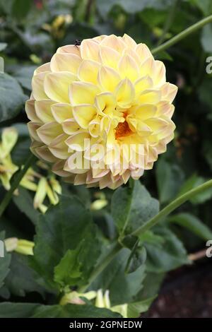 Dahlia ‘Westerton Southside’ Decorative Dahlia Group 5 kugelförmige, zitronengelbe Blüten mit blassrosa Blütenblättern, September, England, Großbritannien Stockfoto