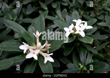 Daphne x transatlantica ‘Eternal Fragrance’ / ‘Blafra’ Daphne Eternal Fragrance – kleine weiße, stark duftende Blüten im Frühling und Sommer, Großbritannien Stockfoto