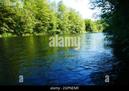 Waldfluss mit Überschwemmung mit baumbestandenen Ufer im Sonnenlicht Stockfoto