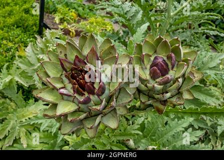 Nahaufnahme von Artischocken-Artischocken-Kardonen, die im Sommer in einem Gemüsegarten wachsen England Großbritannien Großbritannien Großbritannien Großbritannien Großbritannien Stockfoto