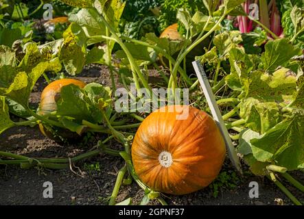 Nahaufnahme der Sorte Kürbis Cargo, die im Herbst in einem Gemüsegarten wächst England Vereinigtes Königreich GB Großbritannien Stockfoto