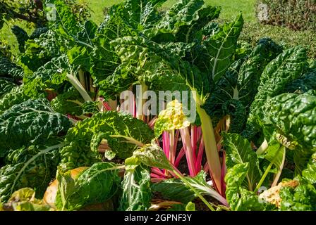 Reihen von Regenbogenmantelblättern Blattpflanzen Gemüsegemüse wächst im Kleingarten im Sommer England Großbritannien Großbritannien Großbritannien Großbritannien Großbritannien Großbritannien Großbritannien Großbritannien Großbritannien Großbritannien Großbritannien Großbritannien Großbritannien Großbritannien Großbritannien Großbritannien Großbritannien Großbritannien Großbritannien Großbritannien Großbritannien Großbritannien Großbritannien Großbritannien Großbritannien Großbritannien Großbritannien Großbritannien Stockfoto