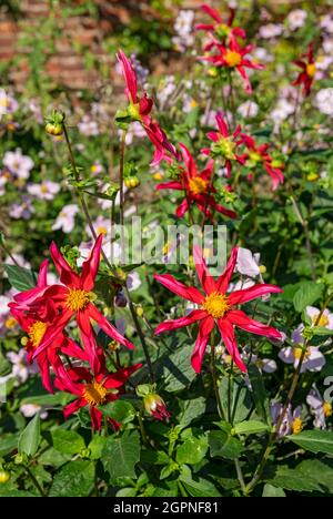 Nahaufnahme der Sternblume Dahlias Dahlia asteraceae im Sommer England Vereinigtes Königreich GB Großbritannien Stockfoto