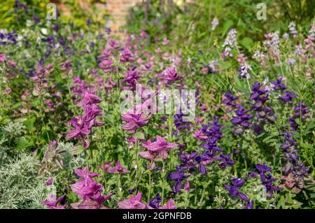 Nahaufnahme von rosa und lila Salvia horminum Blumen im Sommer England UK Vereinigtes Königreich GB Großbritannien