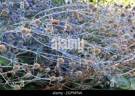 Eryngium planum ‘Blue Cap’ blue eryngo Blaukappe - kugelförmige Blütenköpfe auf kurzen, schlanken, blassen mauveblauen Deckblättern, September, England, Großbritannien Stockfoto