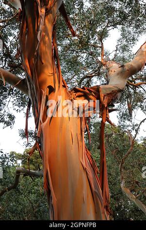 Eucalyptus gunnii Cider GUM – orange-braune, sich schälende Rinde eines riesigen Baumes, September, England, Großbritannien Stockfoto