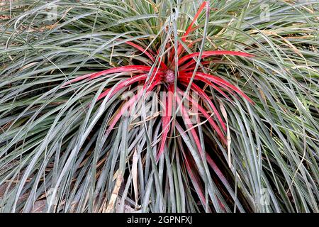 Fascicularia bicolor purpurrot bromeliad – auftauchende Blütenrosette und Hügel aus steifen, graugrünen Blättern und zentralen scharlachroten Blättern, September, England Stockfoto