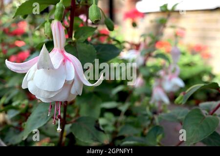 Fuchsia ‘Annabel’ Riesenblüten mit doppeltem weißen Röhrchen, sehr hellrosa Sepalen, September, England, UK Stockfoto