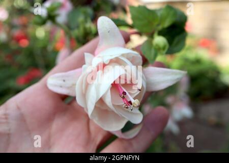 Fuchsia ‘Annabel’ Riesenblüten mit doppeltem weißen Röhrchen, sehr hellrosa Sepalen, September, England, UK Stockfoto