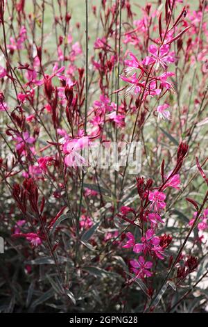 Gaura lindheimeri ‘Gambit Variegata Rose’ Oenothera lindheimeri Variegata Rose – lange Stiele aus flachen, tiefrosa Blüten mit bunten Blättern Stockfoto