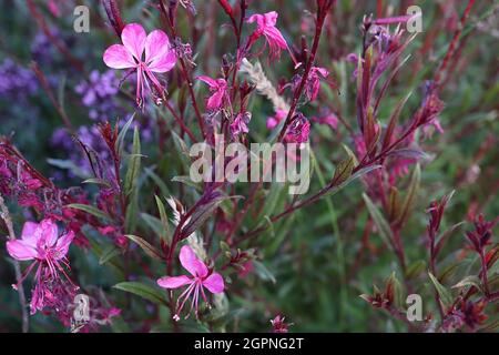 Gaura lindheimeri ‘Gaudi Red’ Oenothera lindheimeri Gaudi Red - lange Stiele aus flachen, tiefrosa Blüten mit lila grünen Blättern und violetten Stielen, UK Stockfoto