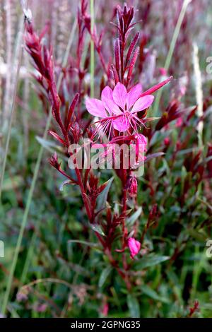 Gaura lindheimeri ‘Gaudi Red’ Oenothera lindheimeri Gaudi Red - lange Stiele aus flachen, tiefrosa Blüten mit lila grünen Blättern und violetten Stielen, UK Stockfoto