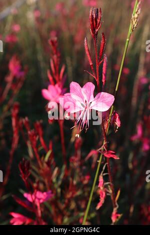 Gaura lindheimeri ‘Gaudi Red’ Oenothera lindheimeri Gaudi Red - lange Stiele aus flachen, tiefrosa Blüten mit lila grünen Blättern und violetten Stielen, UK Stockfoto