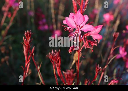 Gaura lindheimeri ‘Gaudi Red’ Oenothera lindheimeri Gaudi Red - lange Stiele aus flachen, tiefrosa Blüten mit lila grünen Blättern und violetten Stielen, UK Stockfoto