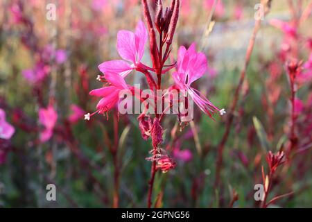 Gaura lindheimeri ‘Gaudi Red’ Oenothera lindheimeri Gaudi Red - lange Stiele aus flachen, tiefrosa Blüten mit lila grünen Blättern und violetten Stielen, UK Stockfoto