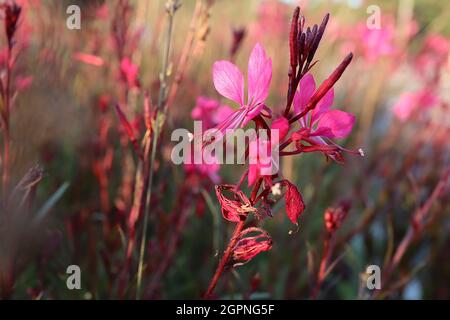 Gaura lindheimeri ‘Gaudi Red’ Oenothera lindheimeri Gaudi Red - lange Stiele aus flachen, tiefrosa Blüten mit lila grünen Blättern und violetten Stielen, UK Stockfoto