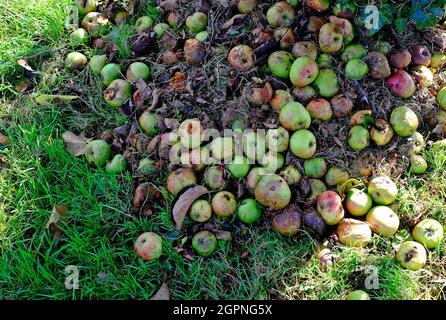 Windfall Äpfel unter Apfelbaum im englischen Garten, norfolk, england Stockfoto