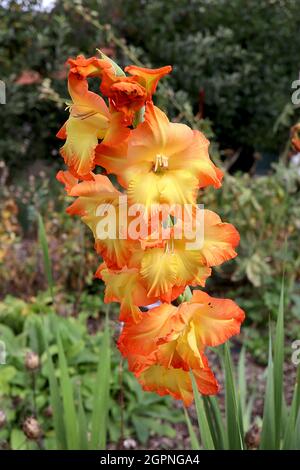 Gladiolus ‘Sunshine’ Schwertlilie Sunshine - gelbe Blüten mit breiten orangefarbenen Rändern und gelber midbar, September, England, UK Stockfoto