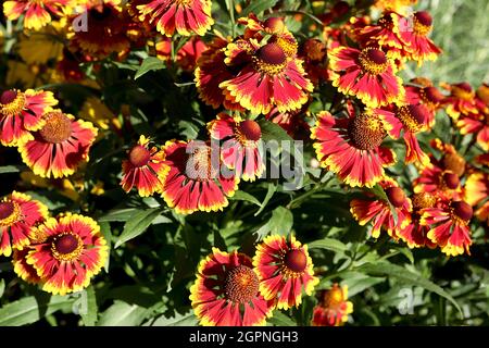 Helenium autumnale ‘Biedermeier’ Niesen-Biedermeier – rote Blüten mit gelben Spitzen, September, England, Großbritannien Stockfoto
