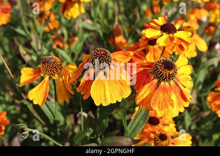 Helenium autumnale ‘Sahin's Early Flowerer’ Niesen-Frühblüher - gelbe Blüten rot und orange gesprenkelt mit braunem kegelförmigen Zentrum, September Stockfoto
