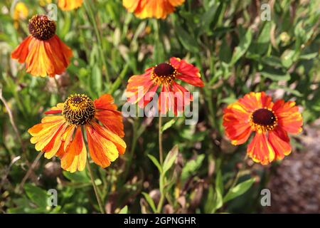 Helenium autumnale ‘Sahin's Early Flowerer’ Niesen-Frühblüher - gelbe Blüten rot und orange gesprenkelt mit braunem kegelförmigen Zentrum, September Stockfoto