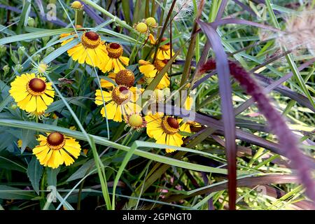 Helenium autumnale ‘Zimbelstern’ Niesen-Cymbal Star – gelbe Blüten mit braunem Zentrum, September, England, Großbritannien Stockfoto