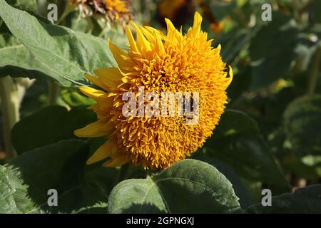 Helianthus annuus ‘Teddy Bear’ Sonnenblumen-Teddybär – mittelgroße dicht gepackte gelbe Blütenköpfe, September, England, Großbritannien Stockfoto