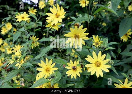 Helianthus ‘Lemon Queen’ Sonnenblume Lemon Queen – kleine, zitronengelbe Blüten mit gelbem Zentrum auf mittleren Stielen, September, England, Großbritannien Stockfoto