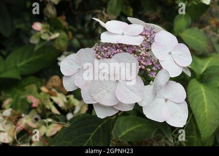 Hortensia macrophylla ‘Veitchii’ Hortensia Veitchii – große weiße Blütenblätter und kleine mauve Blütenstände, September, England, Großbritannien Stockfoto